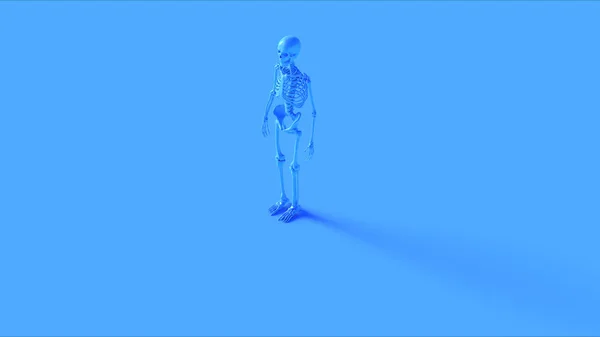 蓝色铁骨系统解剖模型3D说明3D渲染 — 图库照片