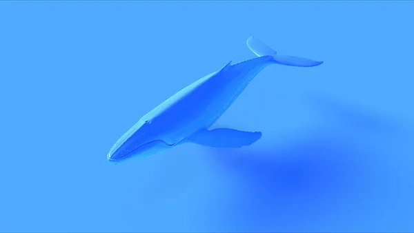 Ballena Jorobada Azul Ilustración Render —  Fotos de Stock