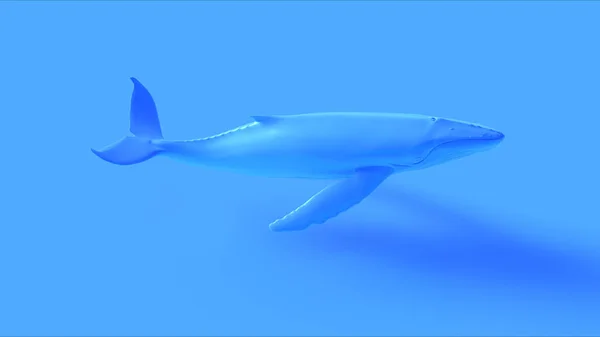 Baleine Bosse Bleue Illustration Rendu — Photo
