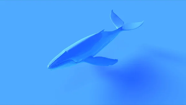 Baleia Jubarte Azul Ilustração Renderização — Fotografia de Stock