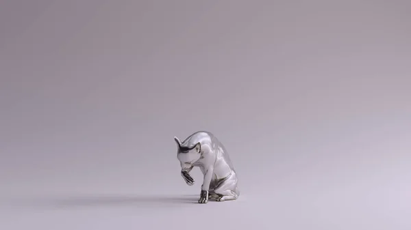 Silver Cat Licking Pose — Stock Photo, Image