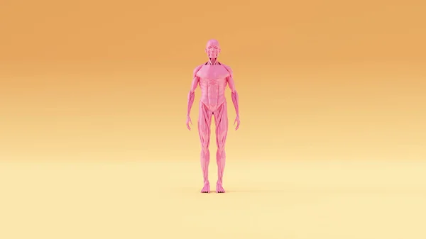 Pink Ecorche Skeletal Muscle System Anatcal Model Warm Cream Front — стоковое фото