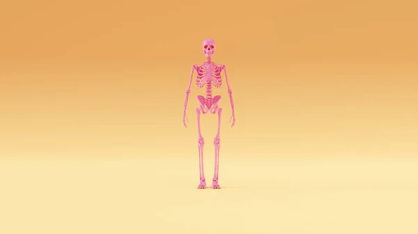 ピンクのEcorche骨格筋システム解剖学的モデル暖かいクリームの背景右フロントビュー3Dイラスト3Dレンダリング — ストック写真
