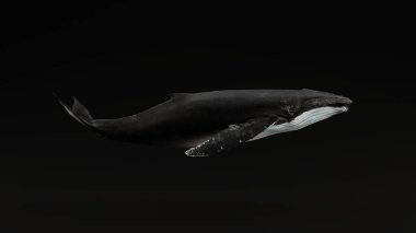 Kambur Balina Siyah Arkaplan 3D Resim 3D