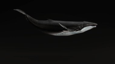 Kambur Balina Siyah Arkaplan 3D Resim 3D