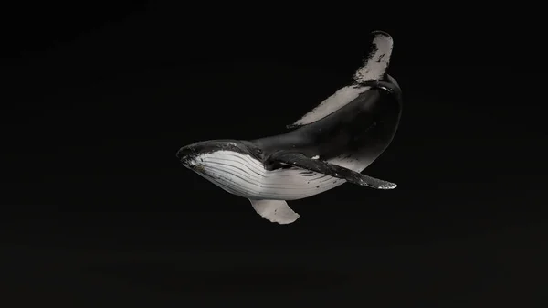 Ballena Jorobada Negro Fondo Ilustración Render —  Fotos de Stock