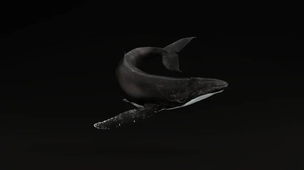 座头鲸黑色背景3D插图3D渲染 — 图库照片