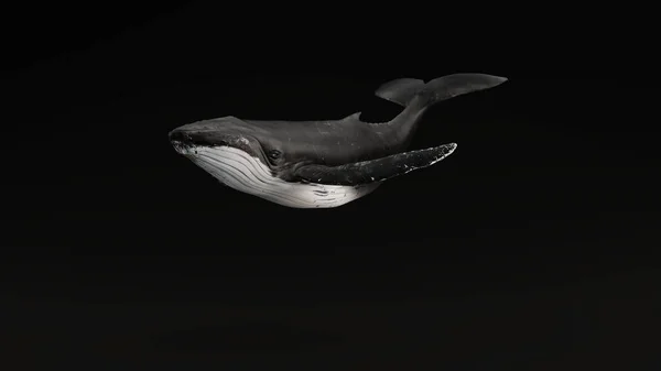 ザトウクジラの黒の背景3Dイラスト 3Dレンダリング — ストック写真