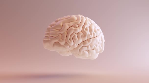 Cerebro Humano Modelo Anatómico 360 Vuelta Animación Ilustración Render — Vídeo de stock