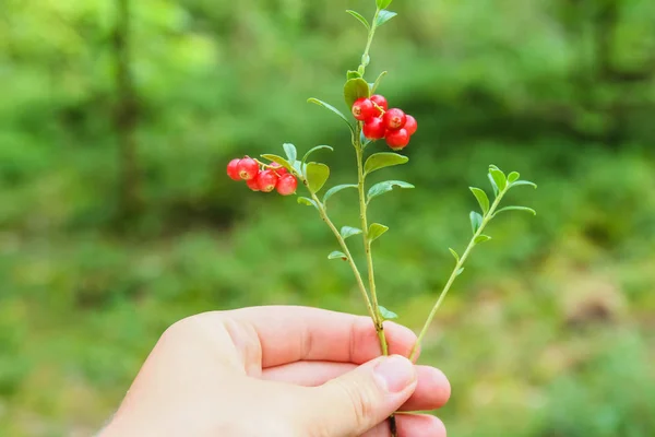 Red lingonberry red beautiful — Stock Photo, Image