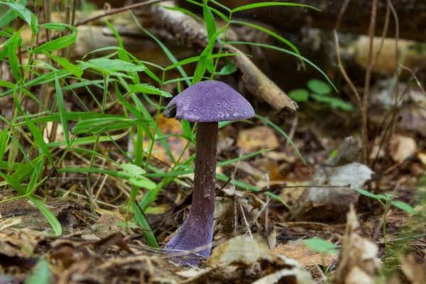 菜丝膜菌。神仙鱼紫色。紫色的蘑菇 — 图库照片
