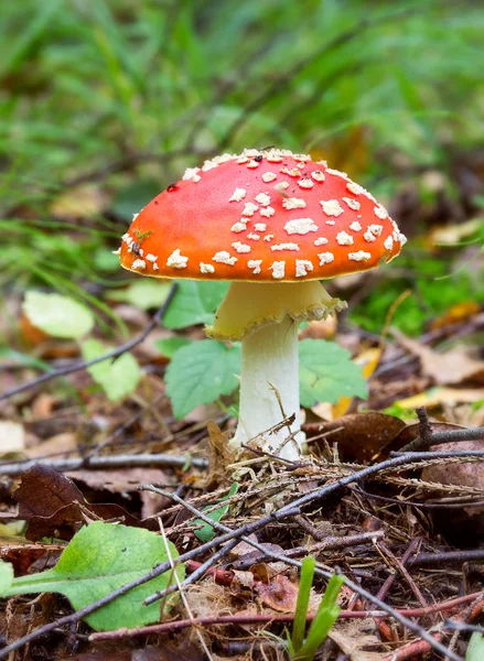 sinek agaric parlak kırmızı, zehirli mantar