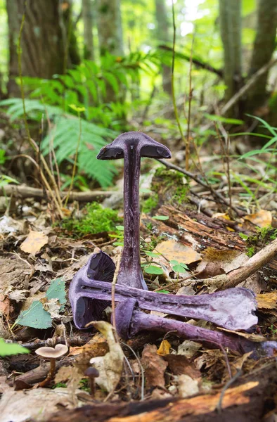 Cortinarius violaceus. Melek balığı Çiklit mor. Mor mantar