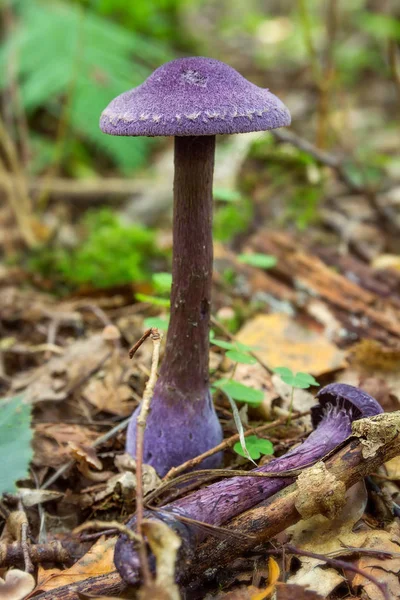 Cortinarius violaceus. Peixe-anjo púrpura. cogumelo roxo — Fotografia de Stock