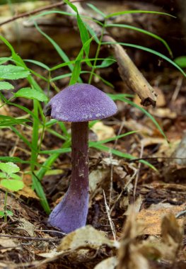 Cortinarius violaceus. Melek balığı Çiklit mor. Mor mantar