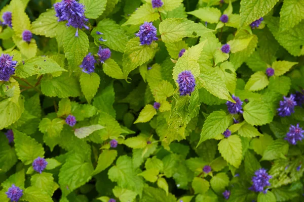 dağ çiçek mint.the bitki bahçesinde baharatlı