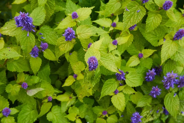 Mountain flower mint.the plant on the garden is spicy — Stock Photo, Image