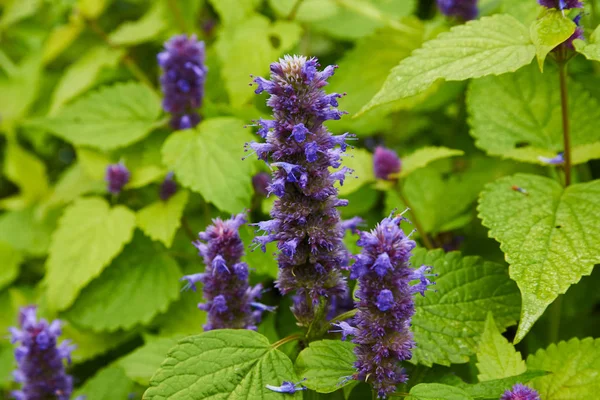 dağ çiçek mint.the bitki bahçesinde baharatlı