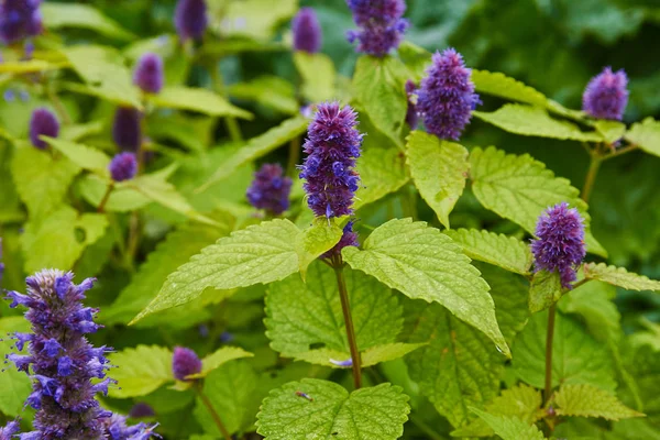 dağ çiçek mint.the bitki bahçesinde baharatlı