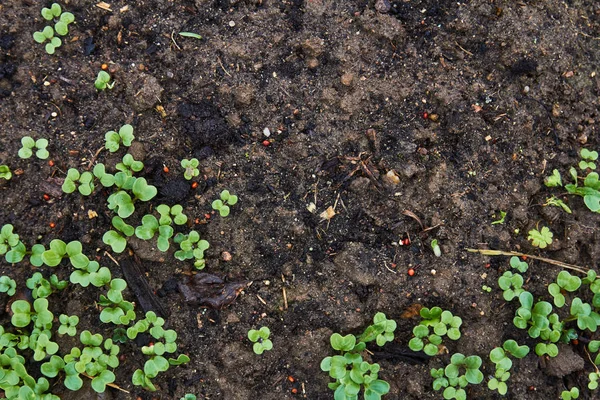 Seedlings of radish on the ground — Stock Photo, Image