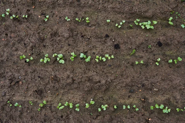 Seedlings of radish on the ground — Stock Photo, Image