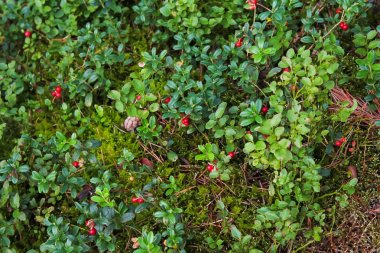Orman Fuska çilek, kızılcık reçeli orman, İsveç kirazı, Orman berry böcekleri bitkiler