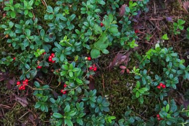 Orman Fuska çilek, kızılcık reçeli orman, İsveç kirazı, Orman berry böcekleri bitkiler