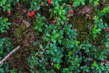 Orman Fuska çilek, kızılcık reçeli orman, İsveç kirazı, Orman berry böcekleri bitkiler