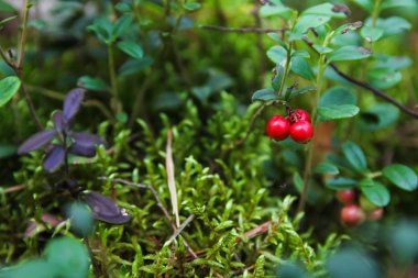 Orman Fuska çilek, kızılcık reçeli orman, İsveç kirazı, Orman berry böcekleri bitkiler