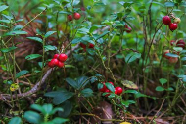 Orman Fuska çilek, ormanda böcekler bitkilerin