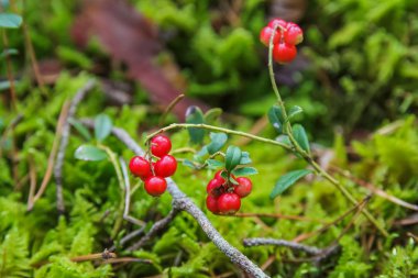 Orman Fuska çilek, ormanda böcekler bitkilerin
