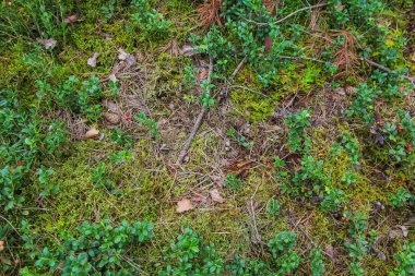 Orman Fuska çilek, ormanda böcekler bitkilerin