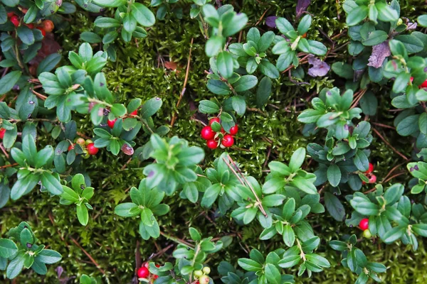 Orman Fuska çilek, kızılcık reçeli orman, İsveç kirazı, Orman berry böcekleri bitkiler