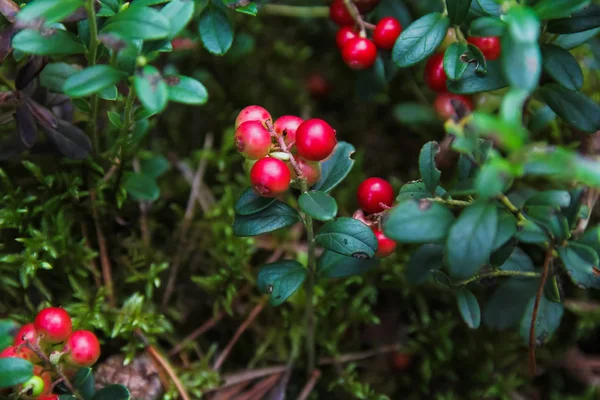 Bayas del bosque Vaquera, plantas insectos en el bosque, arándanos, bayas del bosque, mermelada de arándanos — Foto de Stock