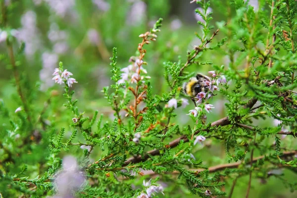 Δάσος Τάϊμπερρι τα μούρα, τα φυτά έντομα στο δάσος — Φωτογραφία Αρχείου