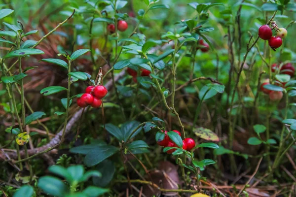 Erdei bogyók cowberry, növények rovarok az erdő — Stock Fotó