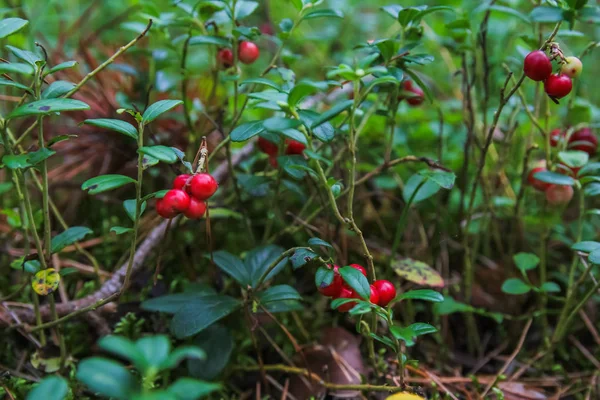 Bayas del bosque Vaquera, plantas insectos en el bosque — Foto de Stock