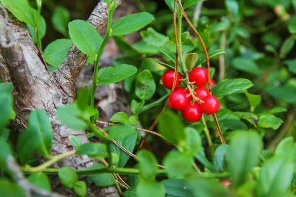 Erdei bogyók cowberry, növények rovarok az erdő — Stock Fotó