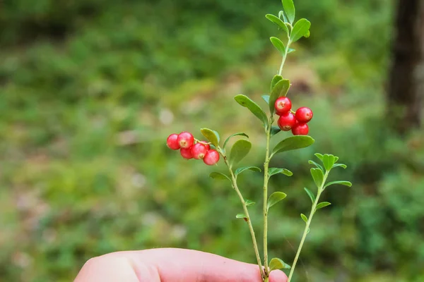 Erdei bogyók cowberry, növények rovarok az erdő — Stock Fotó