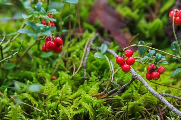 Orman Fuska çilek, ormanda böcekler bitkilerin