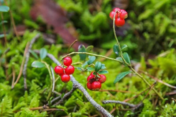 Orman Fuska çilek, ormanda böcekler bitkilerin
