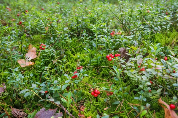 Erdei bogyók cowberry, növények rovarok az erdő — Stock Fotó