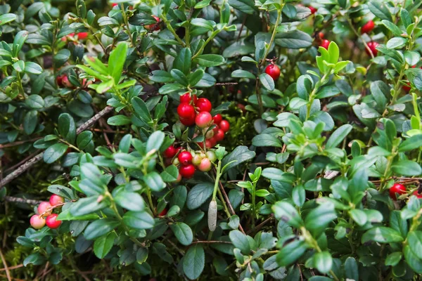 İsveç kirazı, Orman berry, kızılcık reçeli