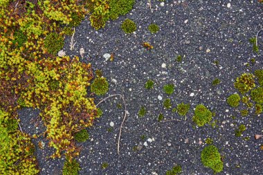 Eski asfalt yosun dokusuna