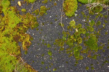 Eski asfalt yosun dokusuna