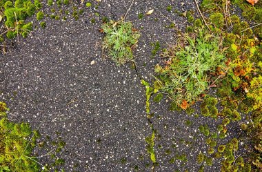 Eski asfalt yosun dokusuna