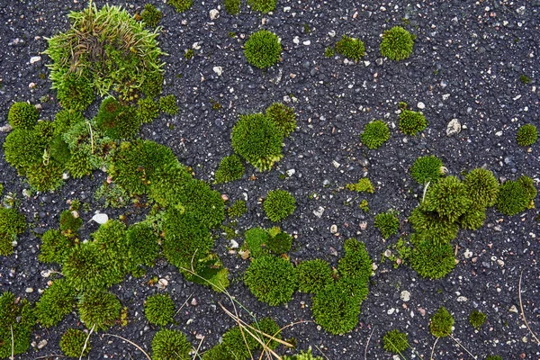 Texture of moss in the old asphalt — Stock Photo, Image