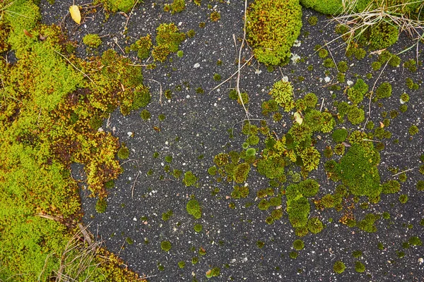 Tekstura Moss w stary asfalt — Zdjęcie stockowe