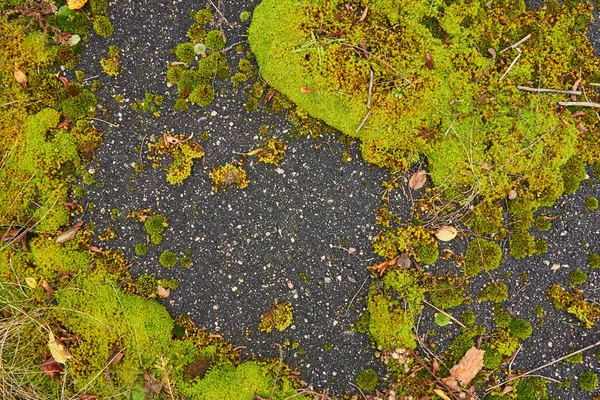 Texture of moss in the old asphalt — Stock Photo, Image