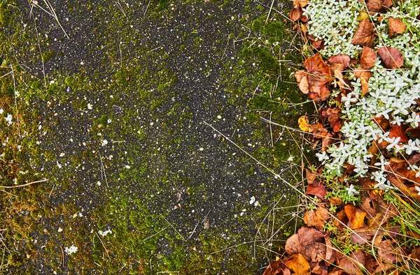 Textura de musgo no asfalto velho, folhagem de outono, plantas perto de asfalto — Fotografia de Stock